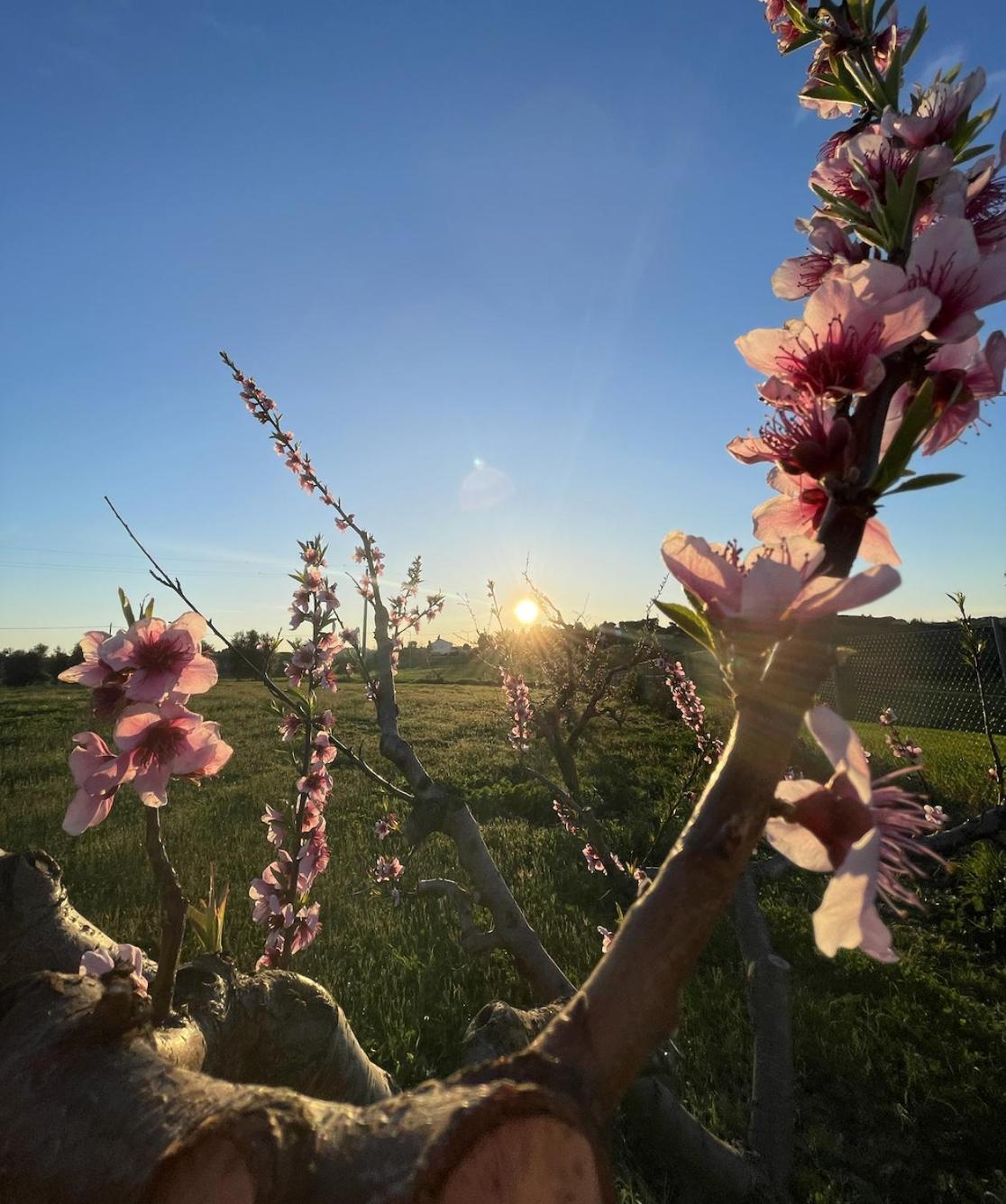נומאנה Agriturismo Le Grange מראה חיצוני תמונה